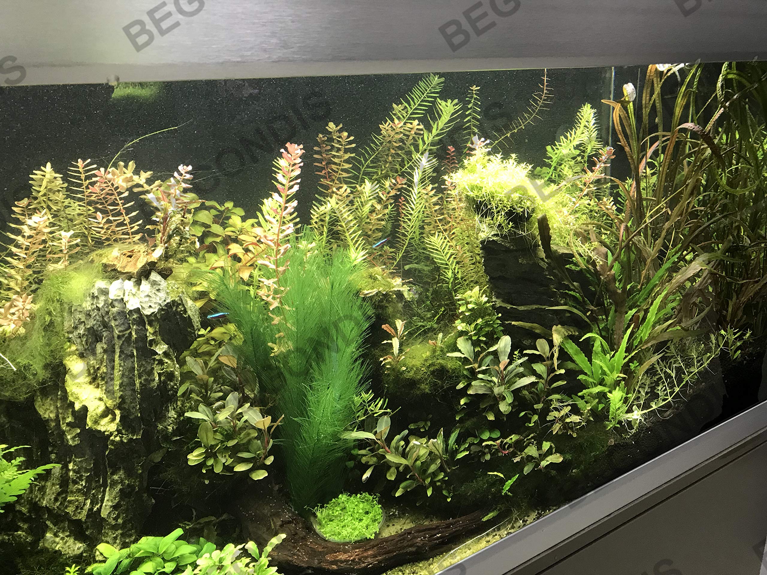 BEGONDIS green-water-plants-pack—lush color that stays vibrant in the tank.
