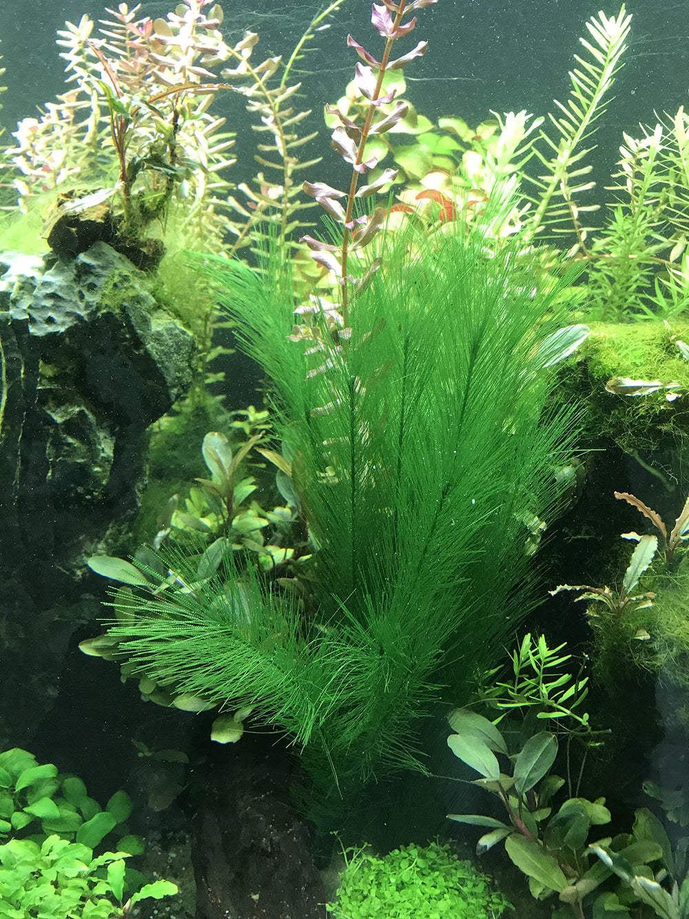 BEGONDIS silk-fabric-plants-01—soft leaves ideal for safe swimming through the foliage.