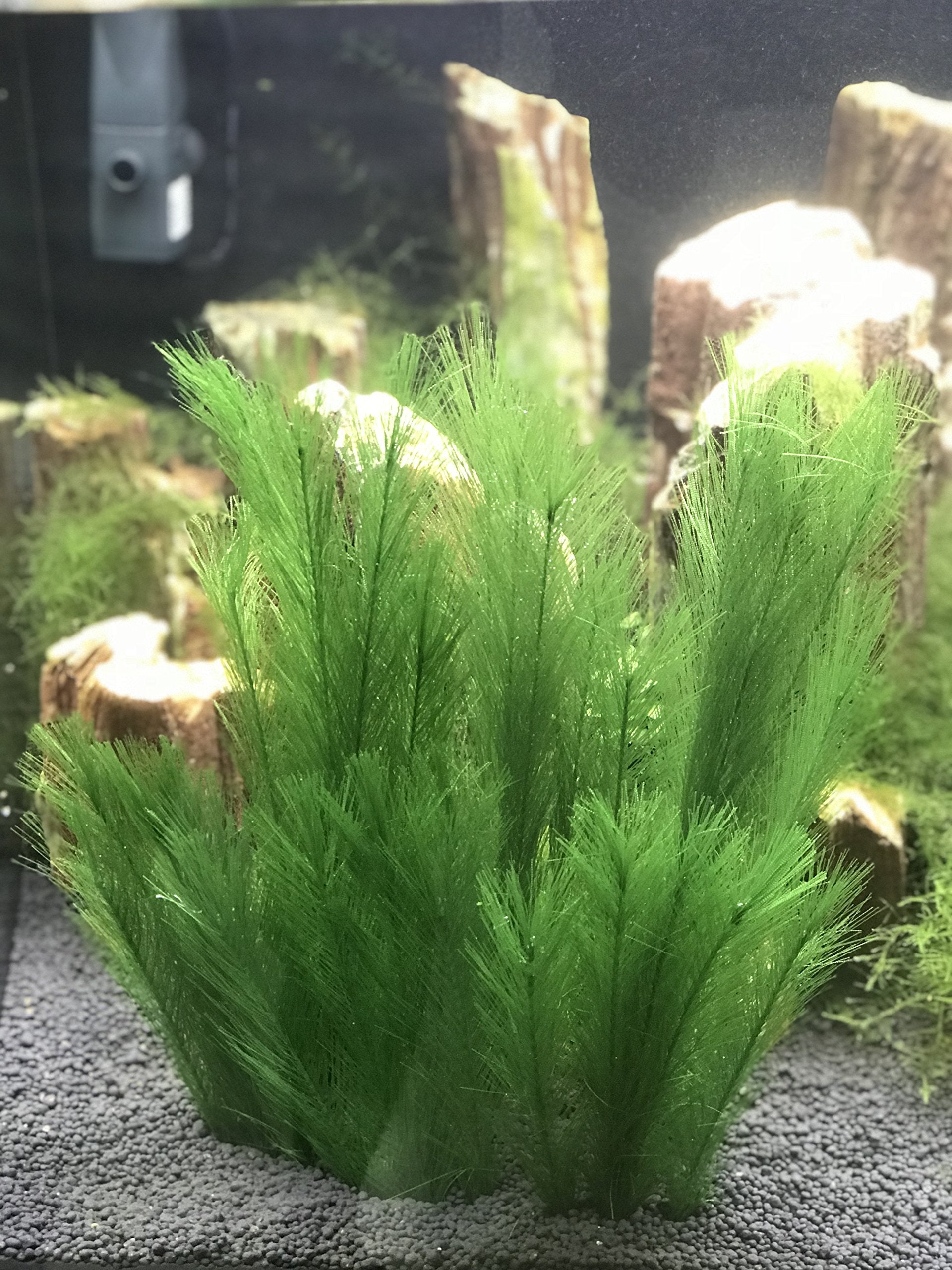BEGONDIS silk-leaf-plant-pack shows lush leaves for a fuller tank aesthetic.