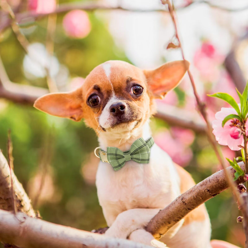 Beirui bowtie collar set removable for washing, stylish for photos.
