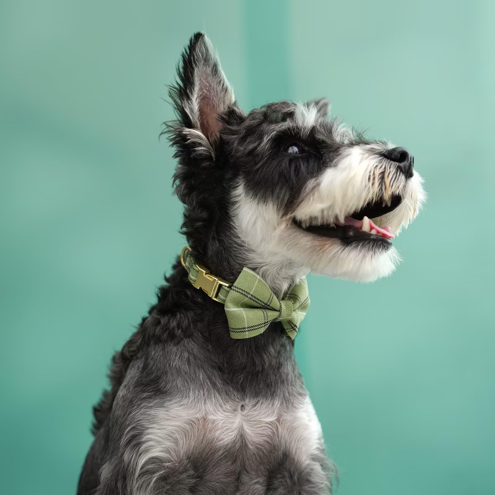 Beirui harness setup ideal for cute photoshoots and events.