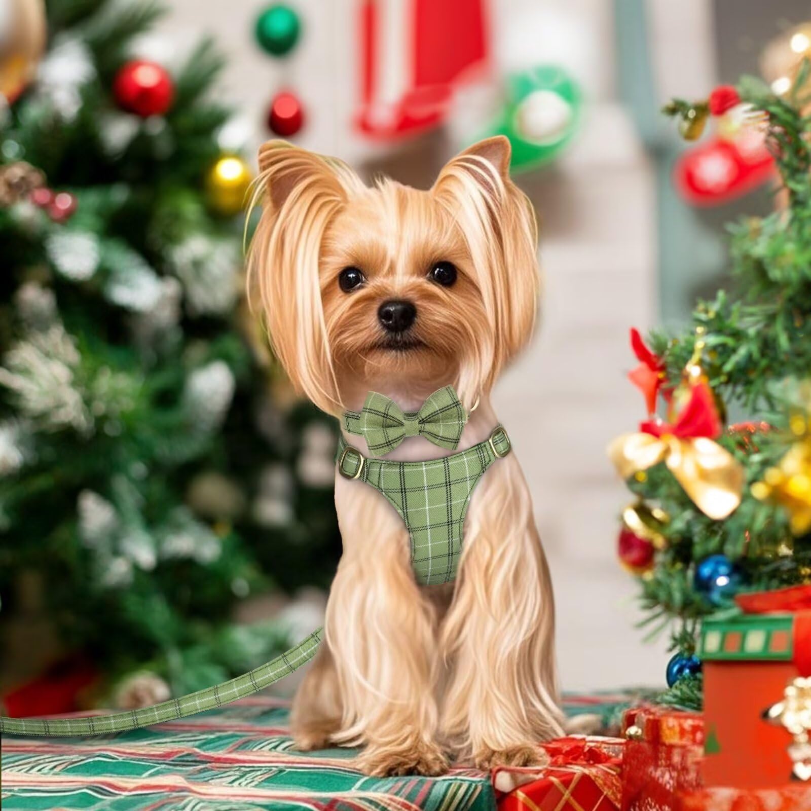 Beirui green harness with leash, soft twill fabric for all-day comfort.