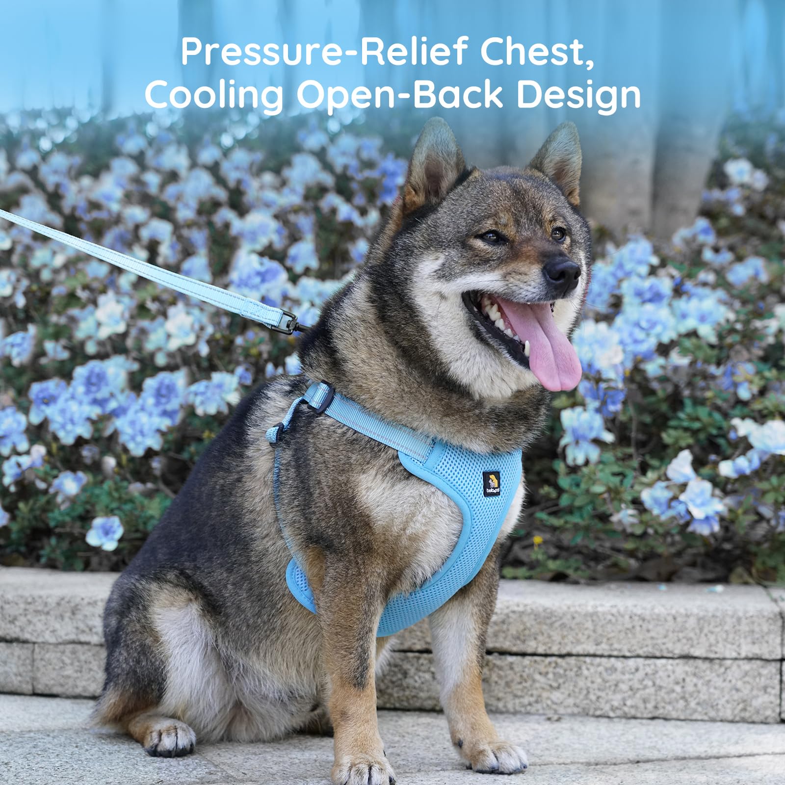 bella-pal leash set in use paired with harness for secure daily walks