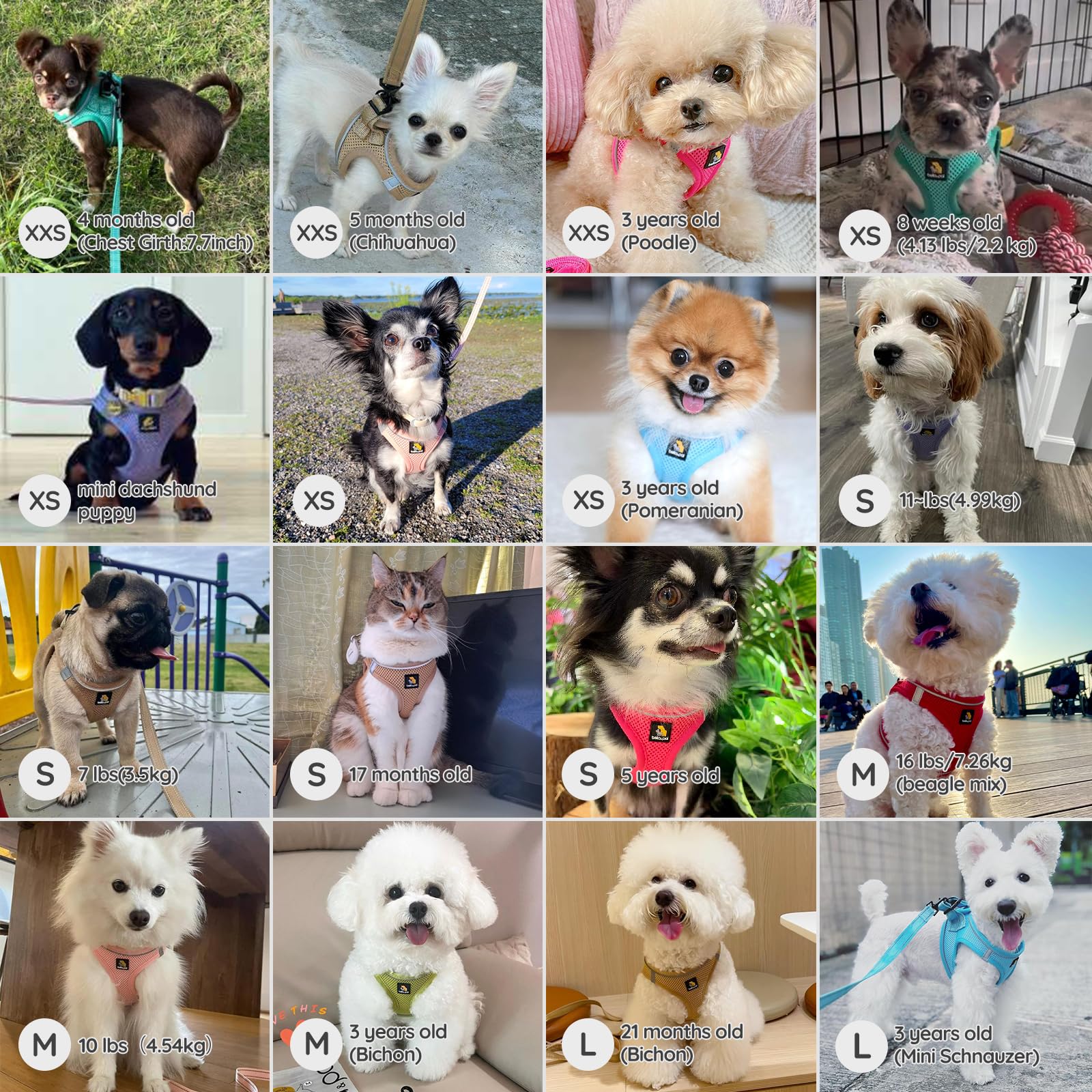 BELLA & PAL size guide showing neck and chest measurement