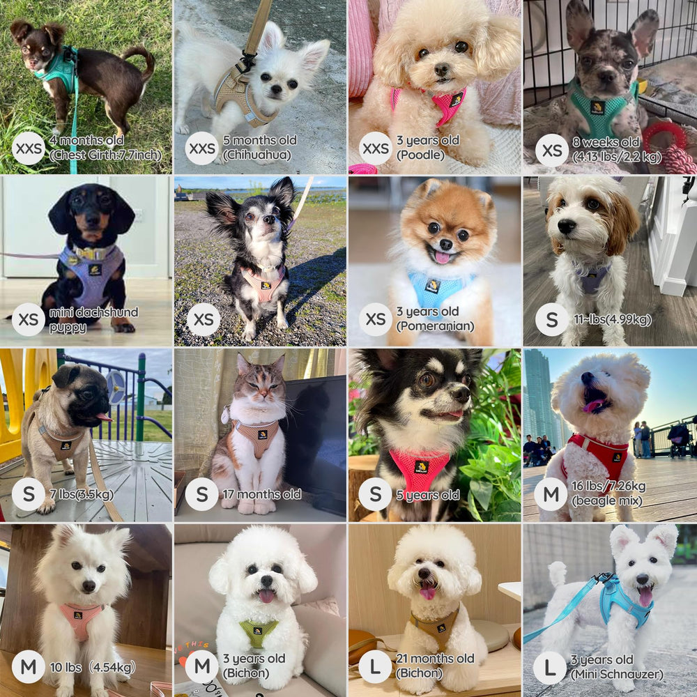 BELLA & PAL size guide showing neck and chest measurement