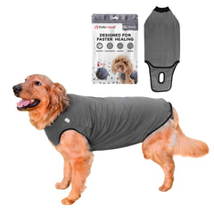 BellyGuard dog surgery recovery suit worn on a dog for post-op comfort.