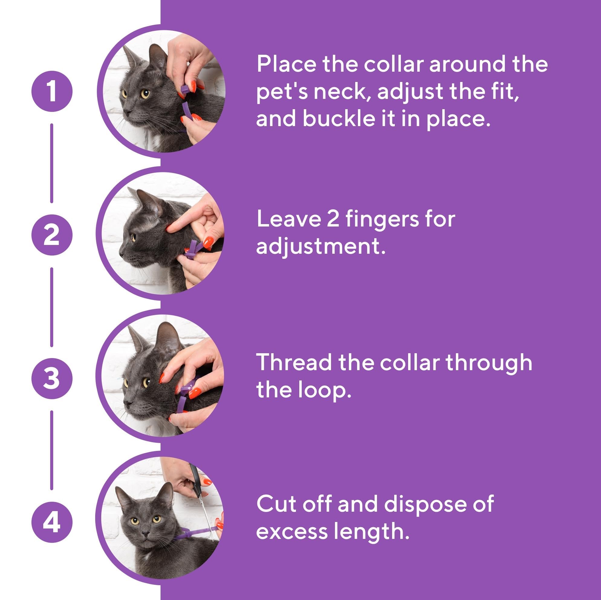 Beloved Pets collar replacement every 30 days maintains consistent pheromone support.