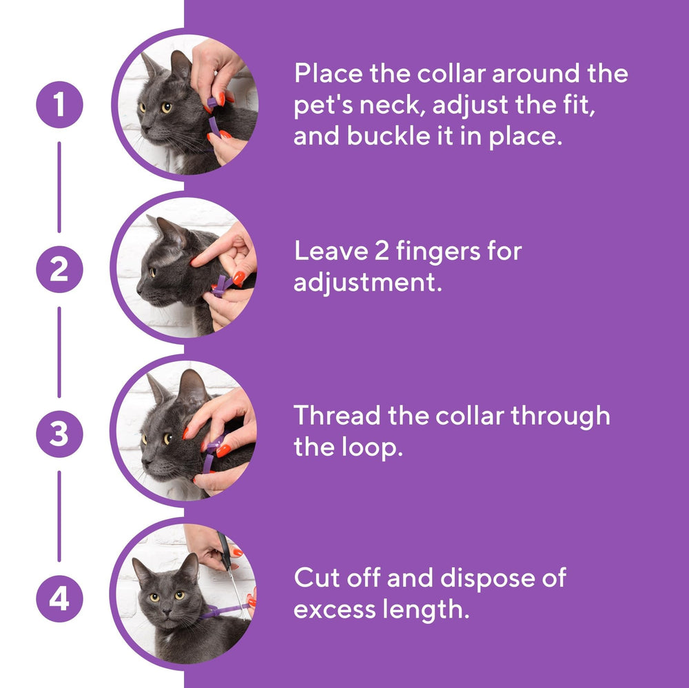 Beloved Pets collar replacement every 30 days maintains consistent pheromone support.