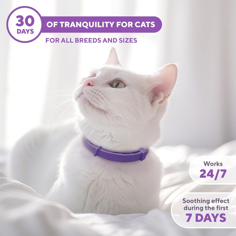 Beloved Pets multi-cat harmony scene hints at fewer conflicts with the collar.