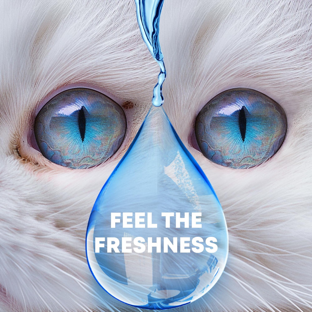 Beloved Pets pet-eye-care-routine image suggests simple weekly maintenance for healthier-looking eyes.