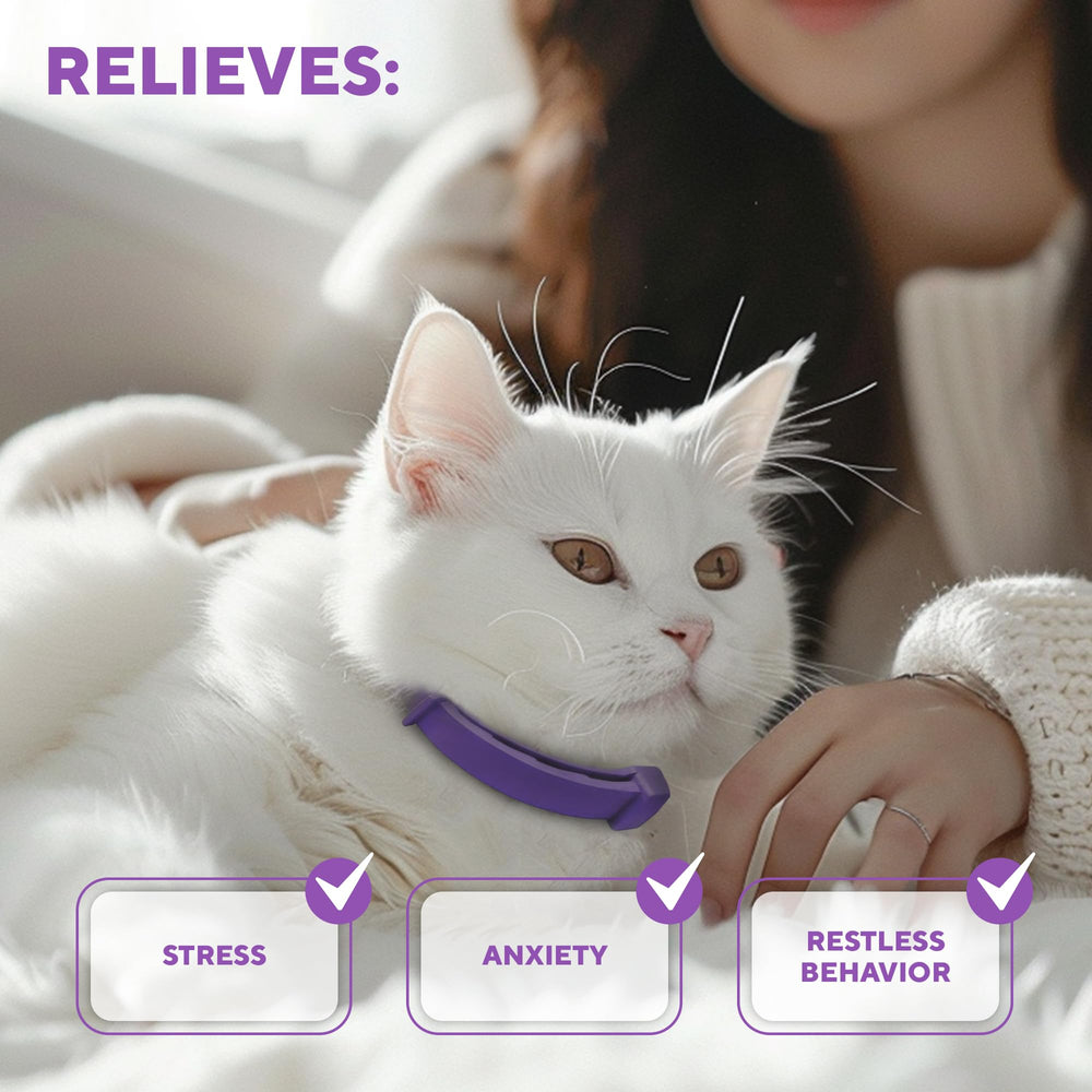 Beloved Pets relaxed-cat-sleep scene suggests calmer nights after wearing collar.