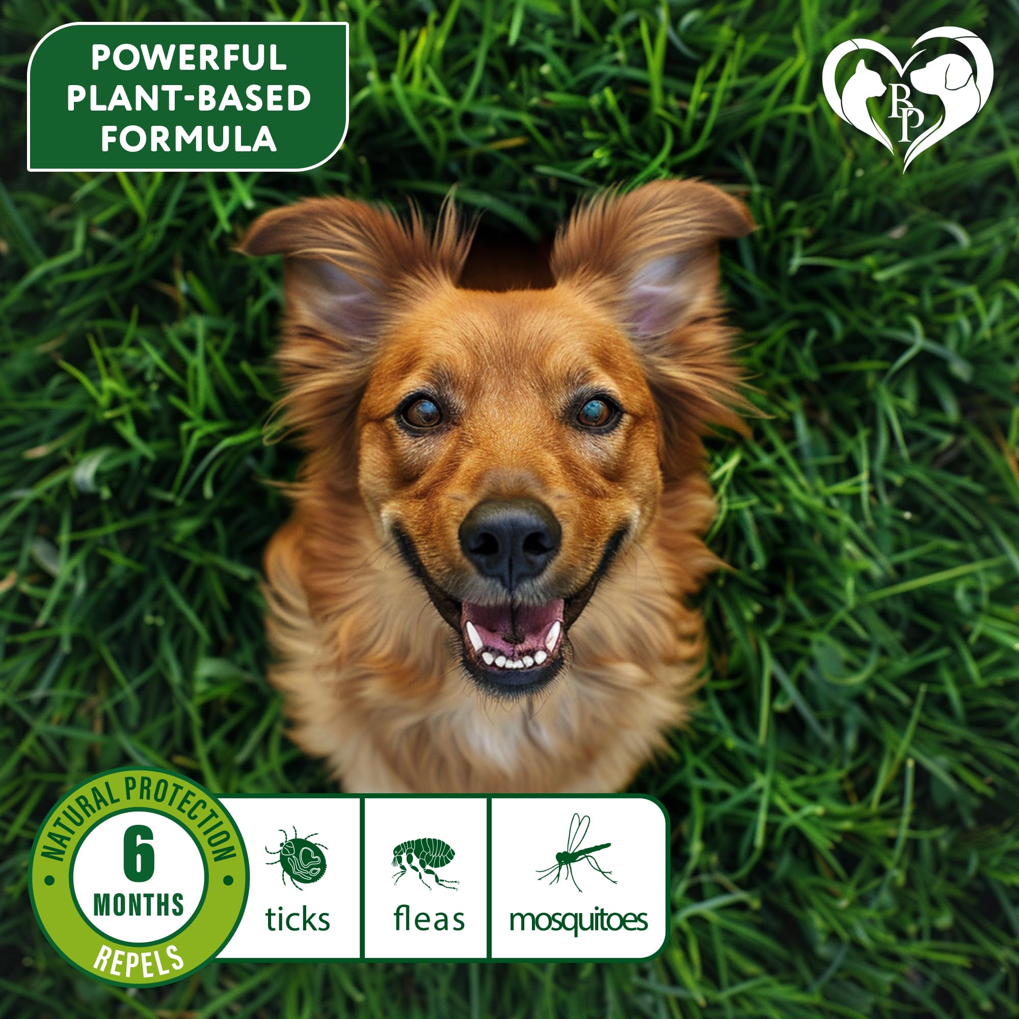 Waterproof Beloved Pets flea-tick collar for dogs enduring rain or baths.