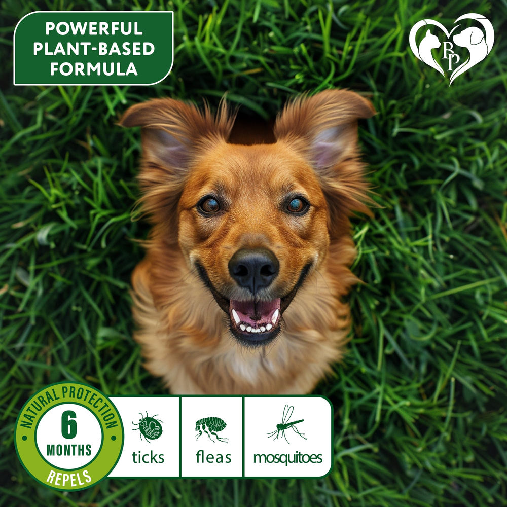 Waterproof Beloved Pets flea-tick collar for dogs enduring rain or baths.