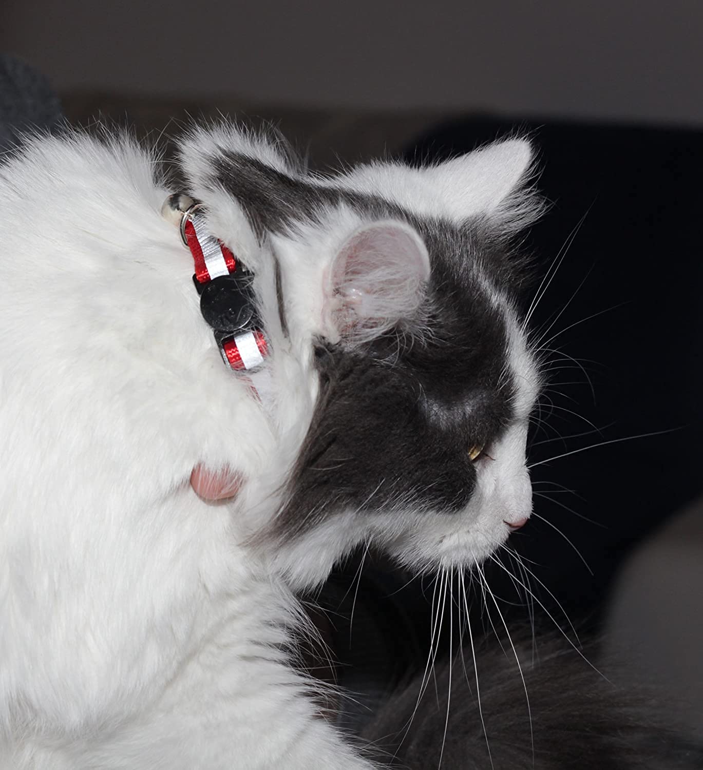 Bemix Pets reflective cat collar in green supports safe outdoor exploration after dark
