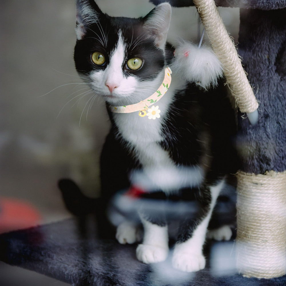 Bencacawinstyle lightweight collars provide comfortable all-day wear for cats