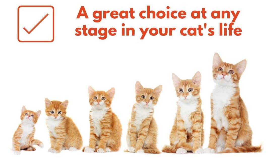 Bench & Field Holistic packaging design showing premium natural cat food
