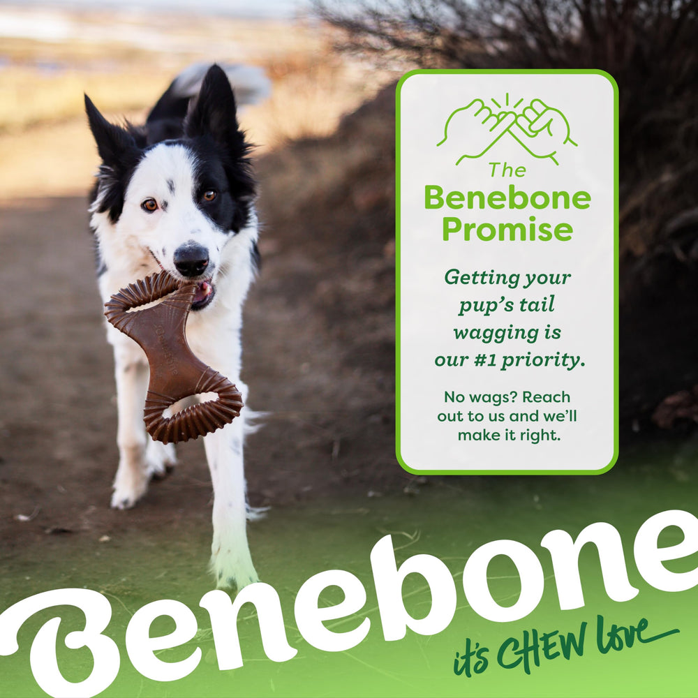 Benebone Dental Chew Large – bacon-flavored chew for satisfying long-lasting play sessions.
