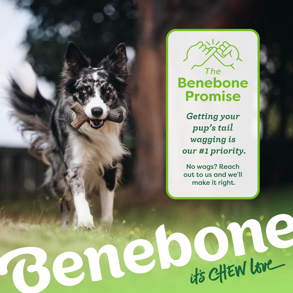 Benebone Maplestick fetch-ready toy enhancing play and chewing sessions