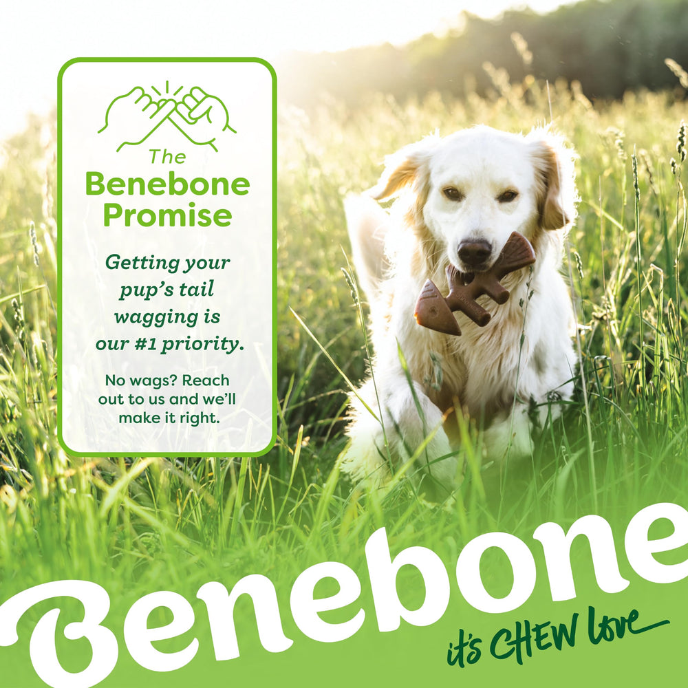 Benebone 4-pack box view shows convenient multi-toy packaging
