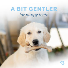 Benebone Puppy Wishbone real bacon-flavor adores dogs during chewing sessions