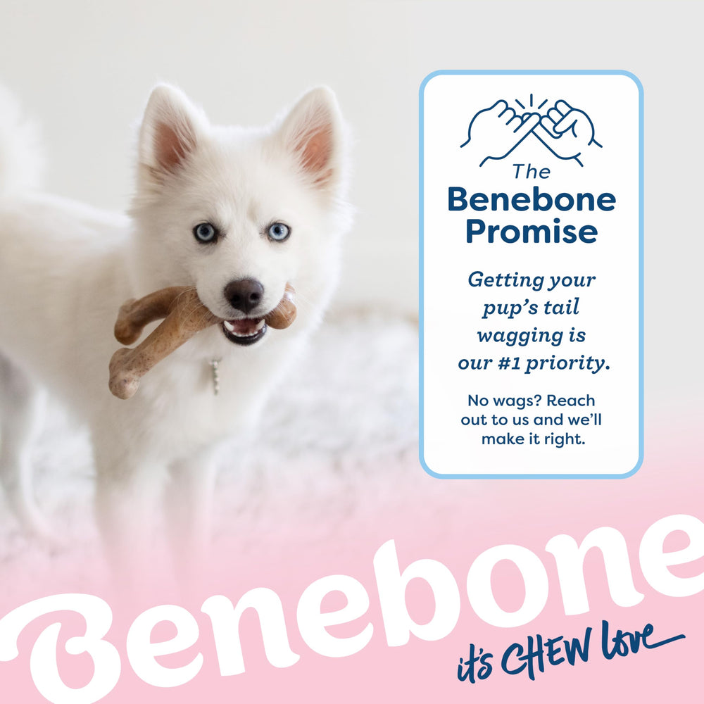Benebone Puppy Wishbone teething-friendly design suited for growing puppies