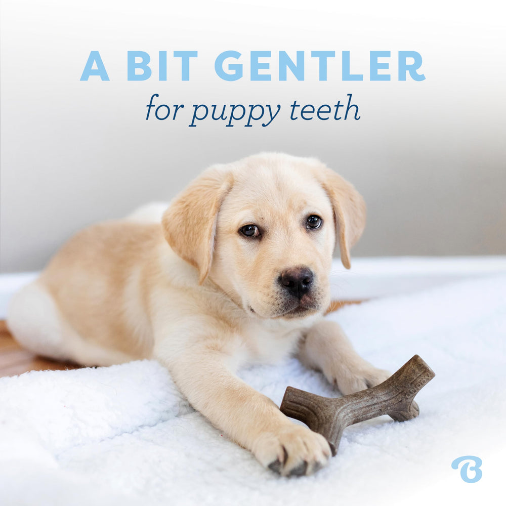 Benebone Puppy Zaggler with bacon flavor to entice chewing