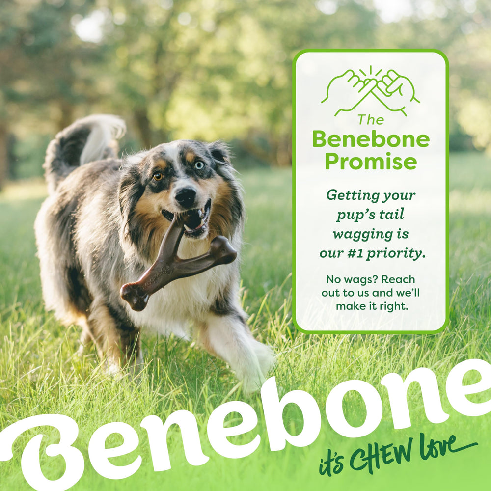 Benebone Wishbone long-lasting chew for weeks of entertainment