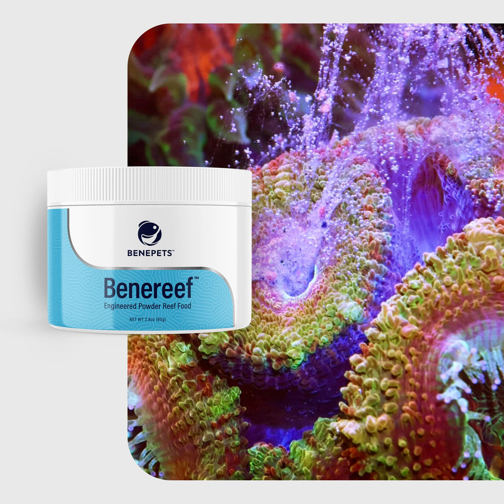 Benepets BeneReef feeding promotes vibrant color in reef inhabitants.