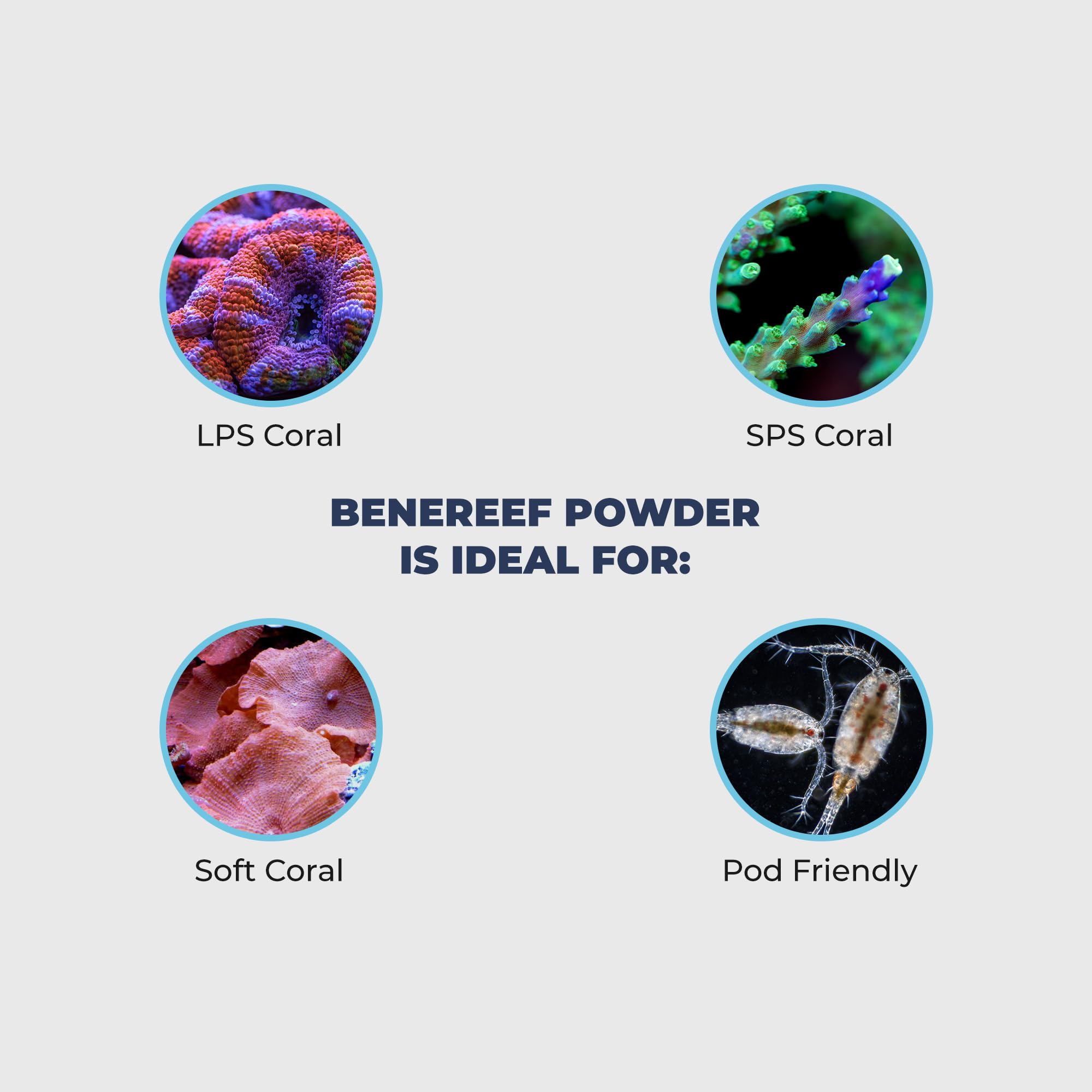Benepets BeneReef reef tank in action promoting color and growth in corals.