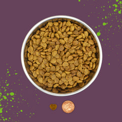 Benevo vegan cat food served in a bowl with crunchy kibble texture for daily meals.