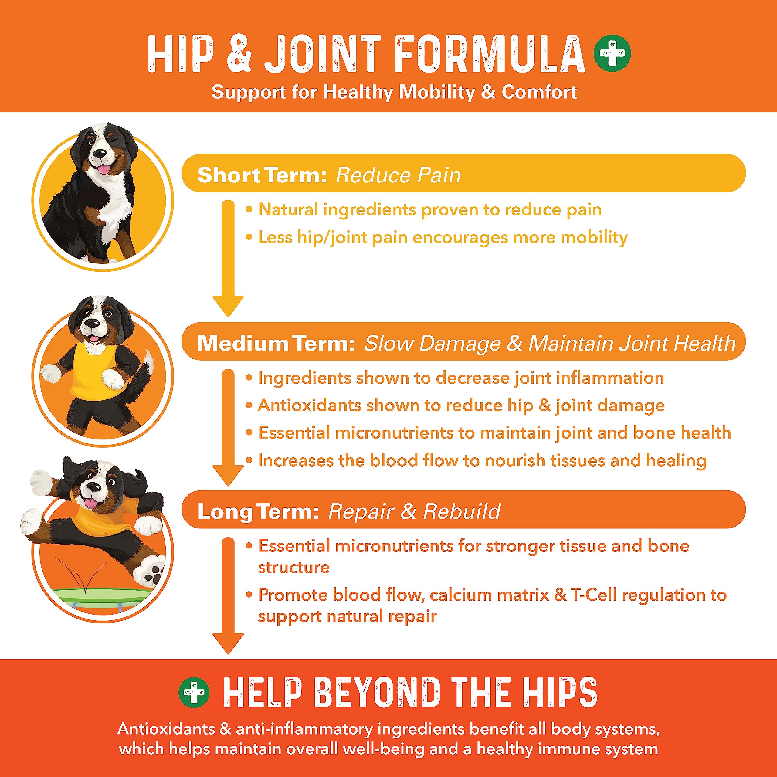 Dog on a walk with Bernie's Healthy HIPS for improved mobility.