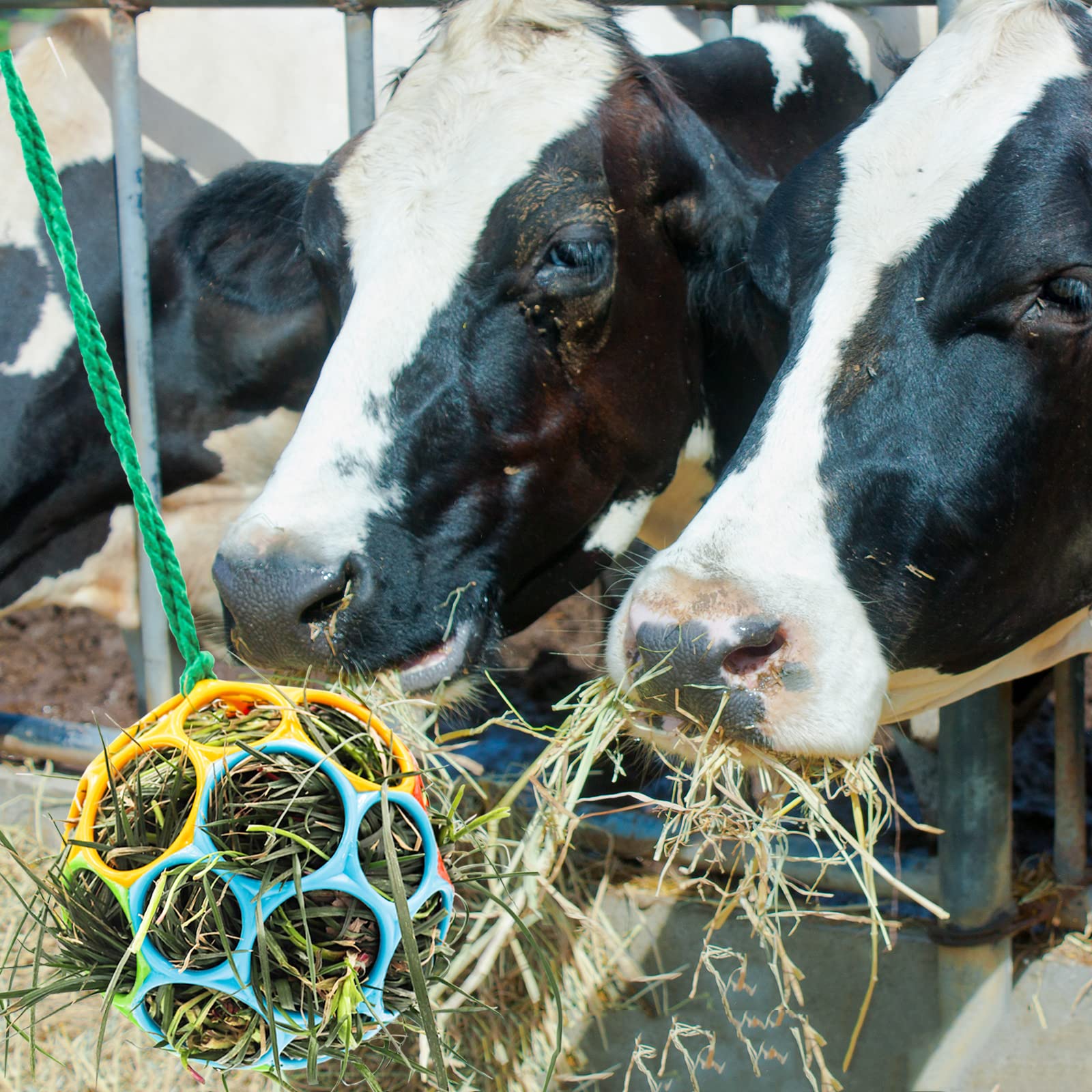 Besimple horse feeder ball during headbutt play aids activity.