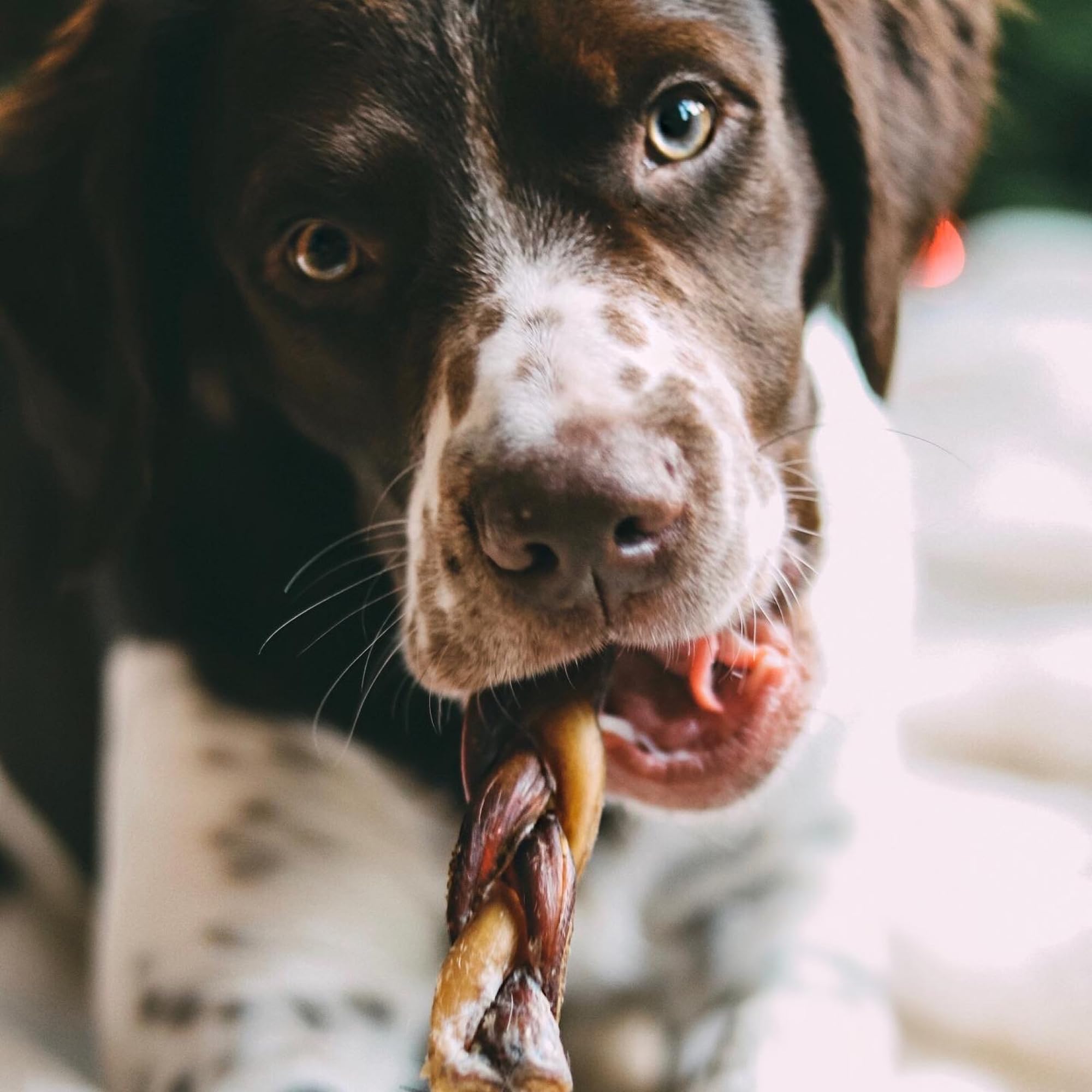 Best Bully Sticks 4-count pack of 6-inch braids for large dogs; convenient chews.