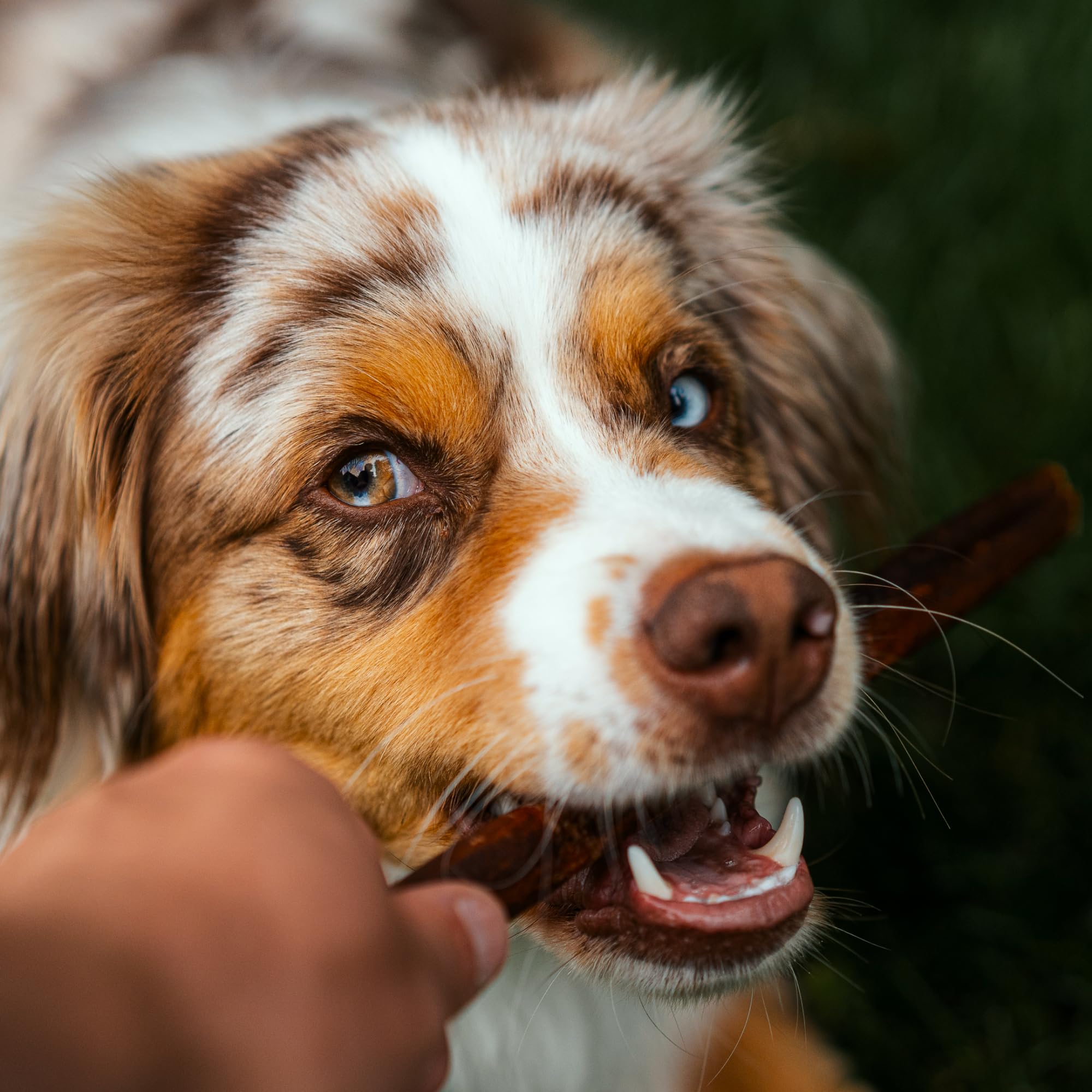 Best Bully Sticks 6in collagen stick natural beef chew suitable for all sizes