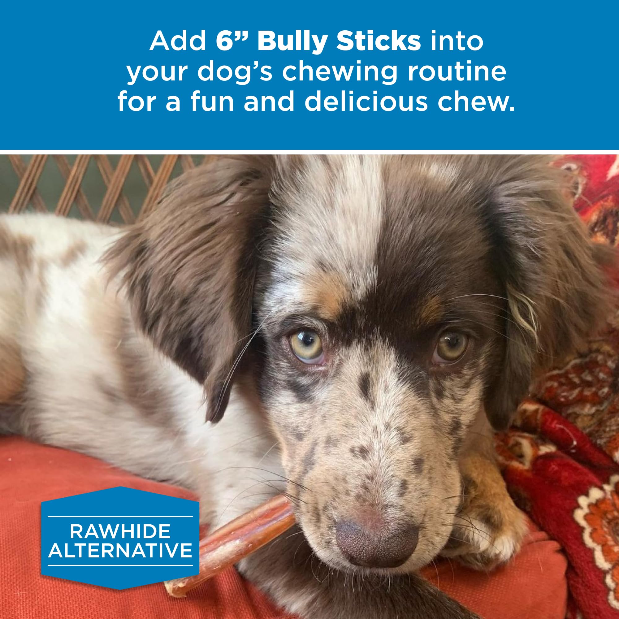 Best Bully Sticks 6in dog-enjoying-chew—long-lasting entertainment for light chewers.