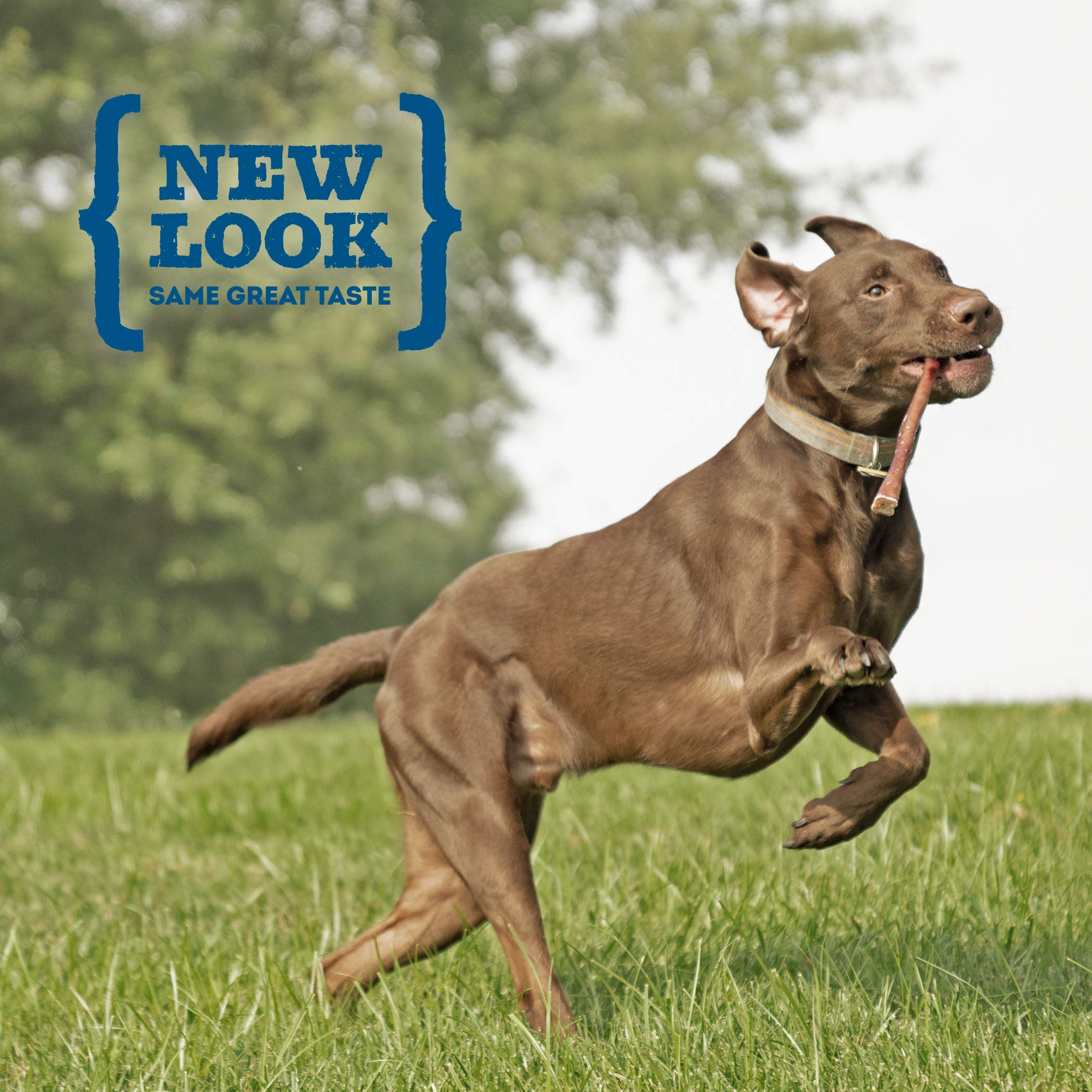 Best Bully Sticks beef bladder sticks dog chewing action emphasizes long-lasting flavor.