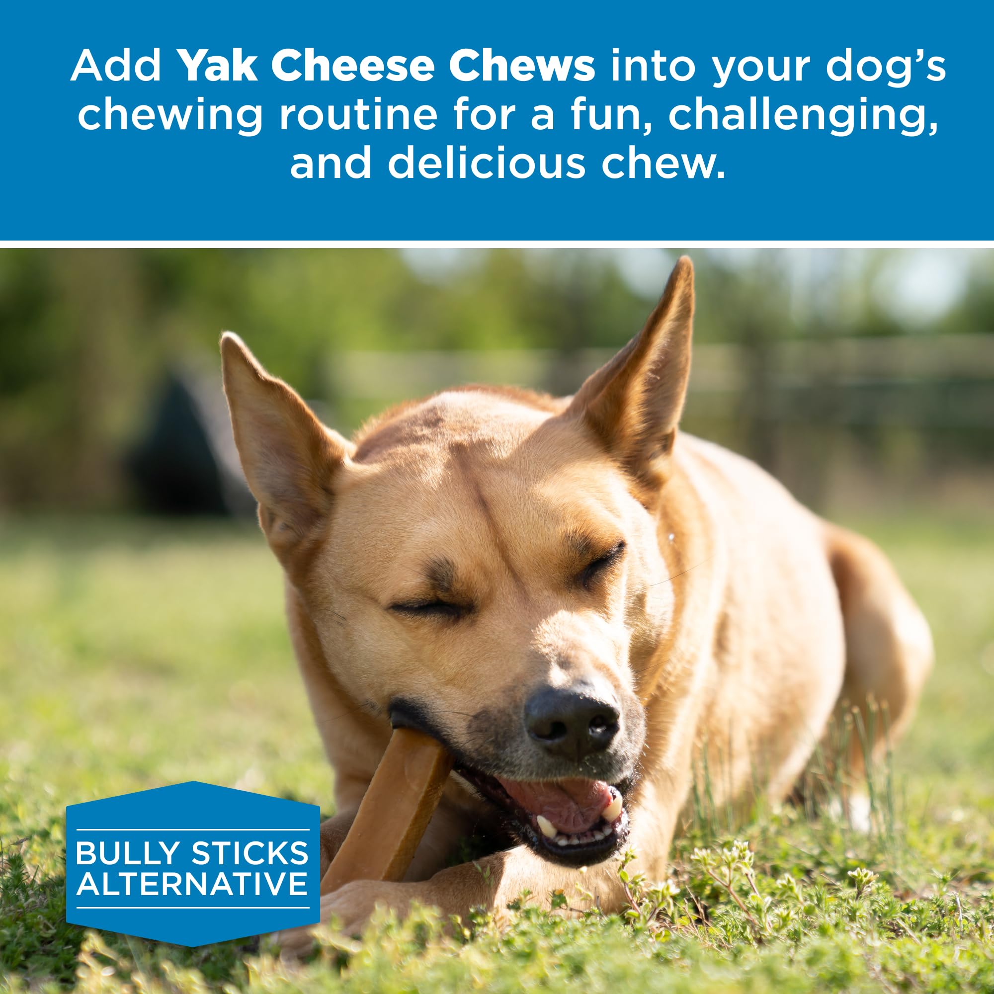 Best Bully Sticks dogs craving healthier alternative yak cheese chew for large breeds.