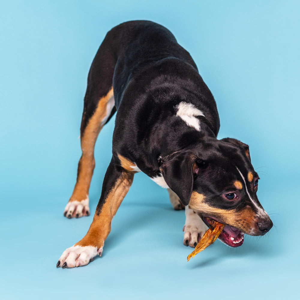 Best Bully Sticks Duck Feet joint support—glucosamine and chondroitin content.