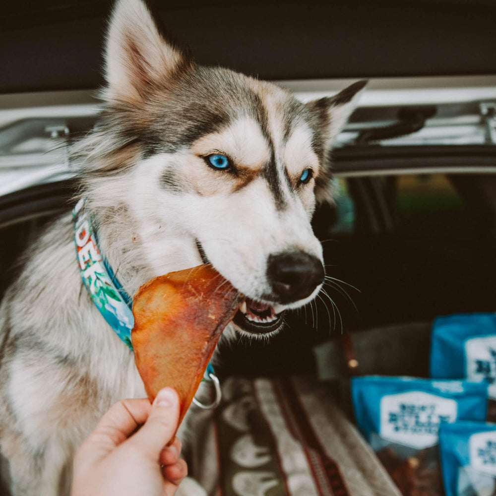 Best Bully Sticks half pig ears for dogs crunchy dental-style chew that may help reduce tartar.