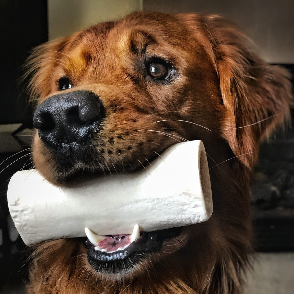 Best Bully Sticks hollow shin bones safe natural chews free from hormones.