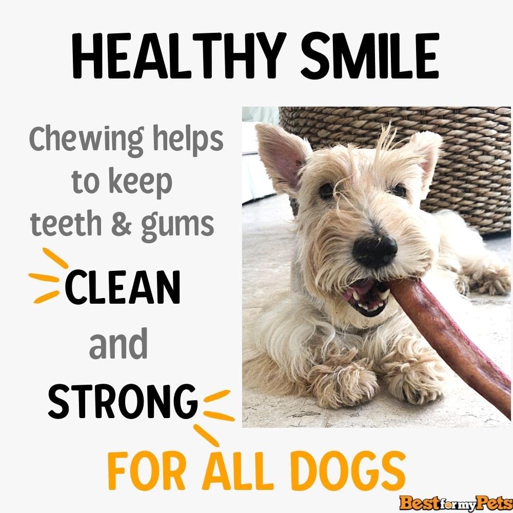 Best For My Pets 6-inch chew in action keeps dogs engaged.