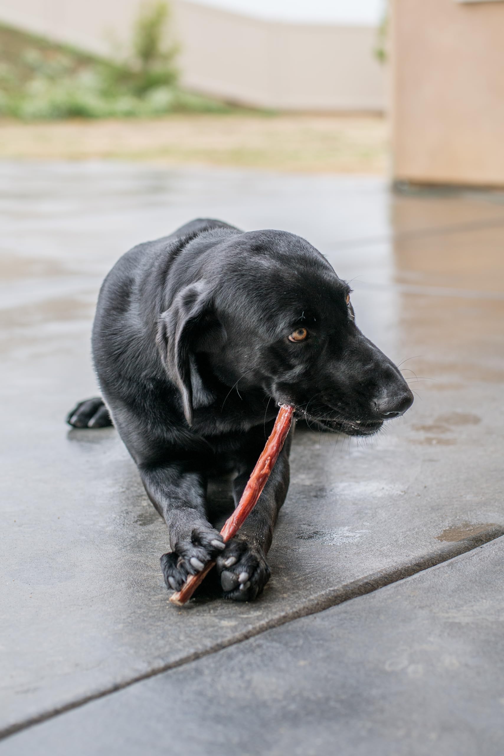 Best Pet Supplies GigaBite free-range cattle sourced, ideal for regular chew sessions