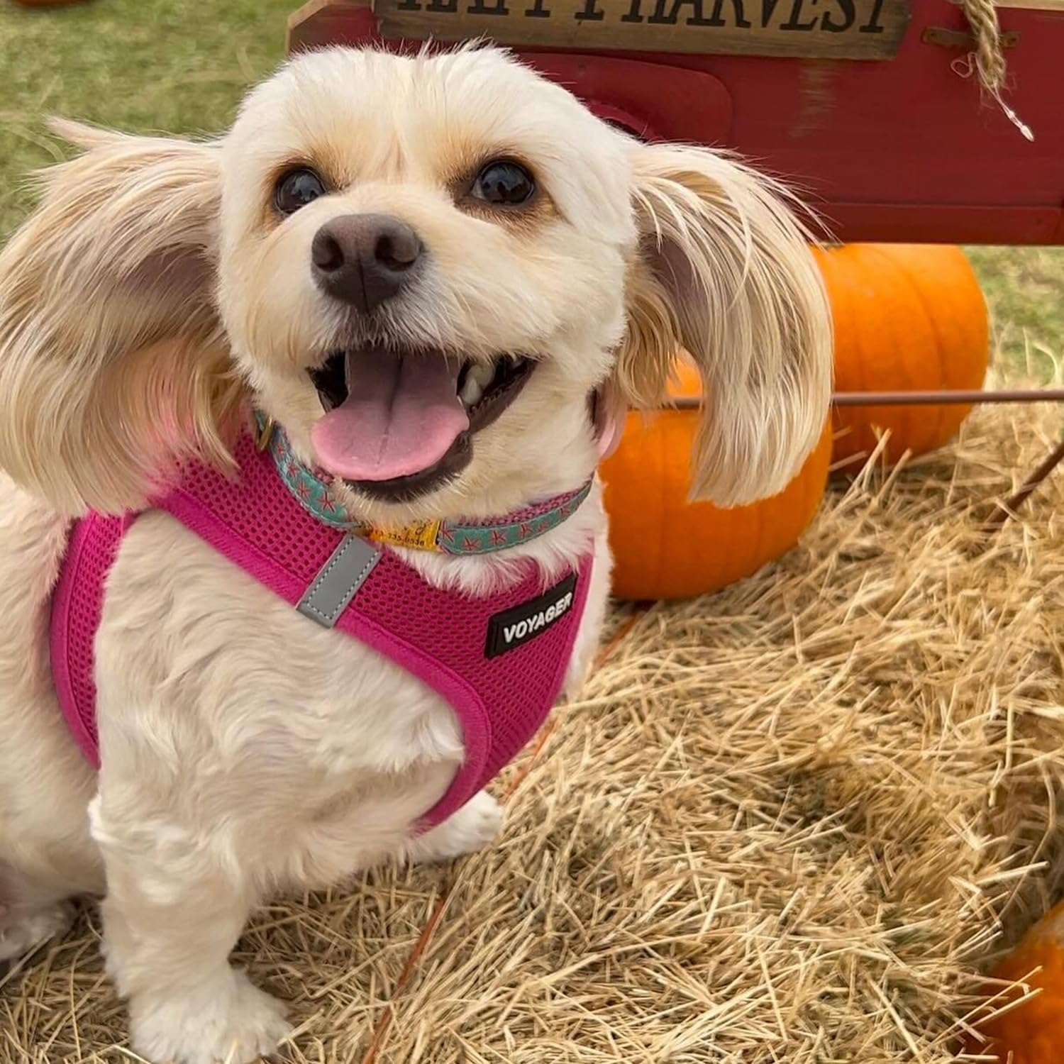Best Pet Supplies Voyager fuchsia color adds visible style during daily outings.