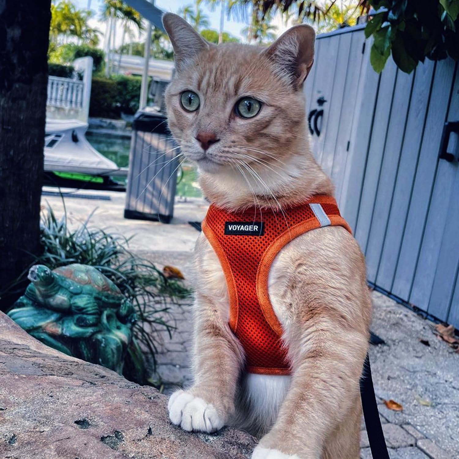 Best Pet Supplies Voyager orange color boosts visibility for safer low-light outings.