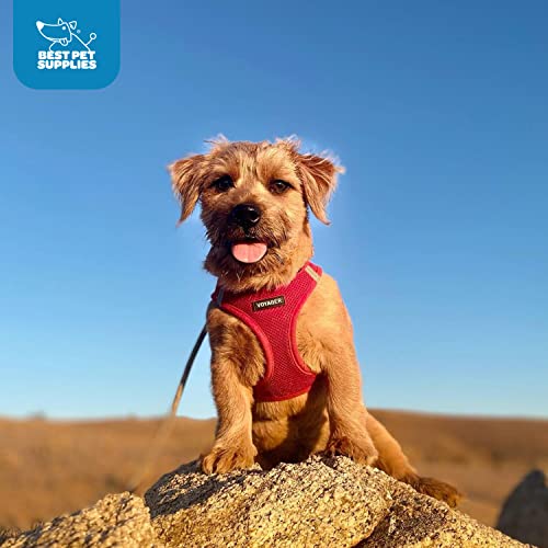 Best Pet Supplies Voyager red harness worn on dog during a sunny park stroll
