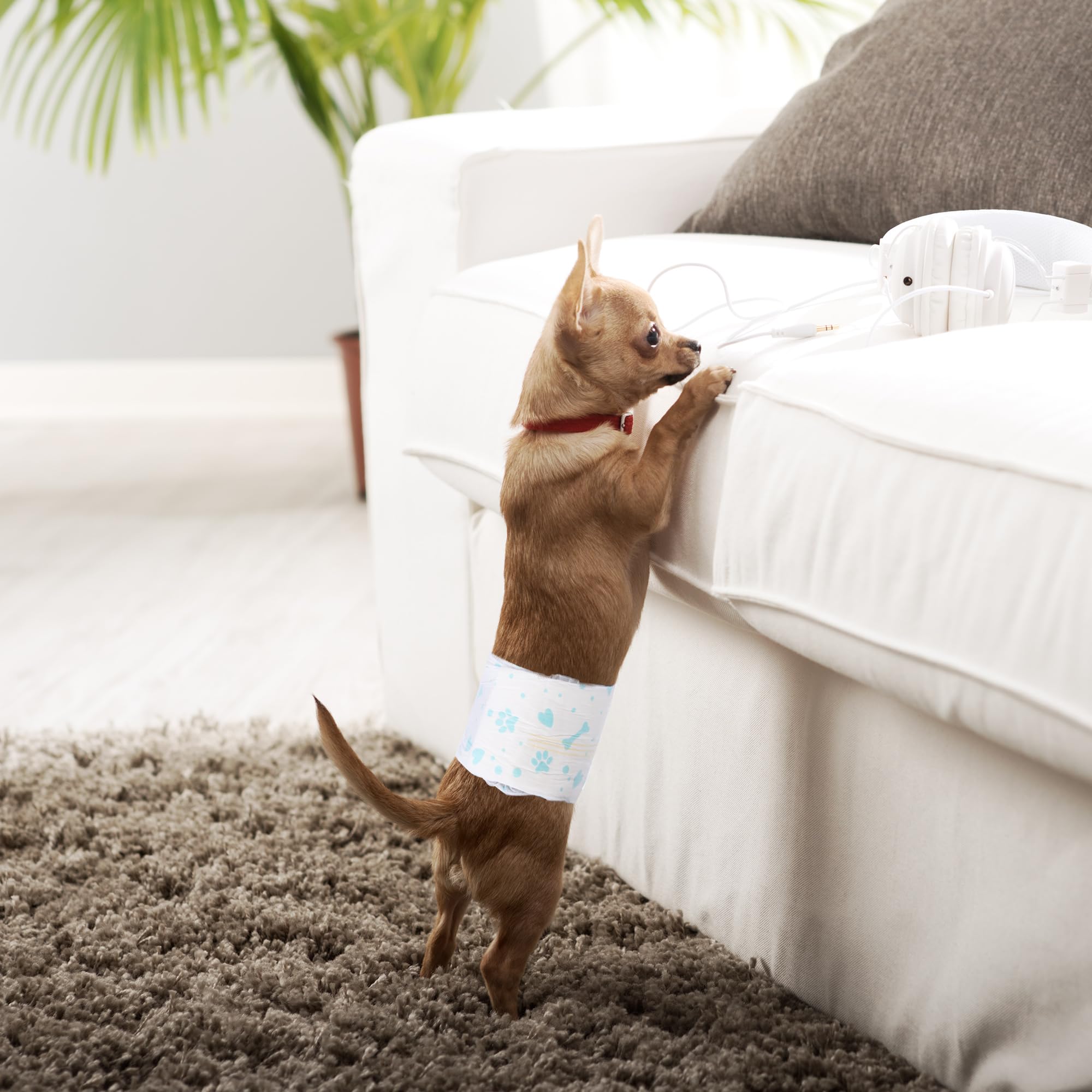 40-count box of Bestle Male Dog Wraps for consistent daily use.