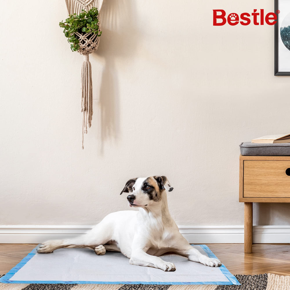 BESTLE pads quick-dry top layer supports fast absorption