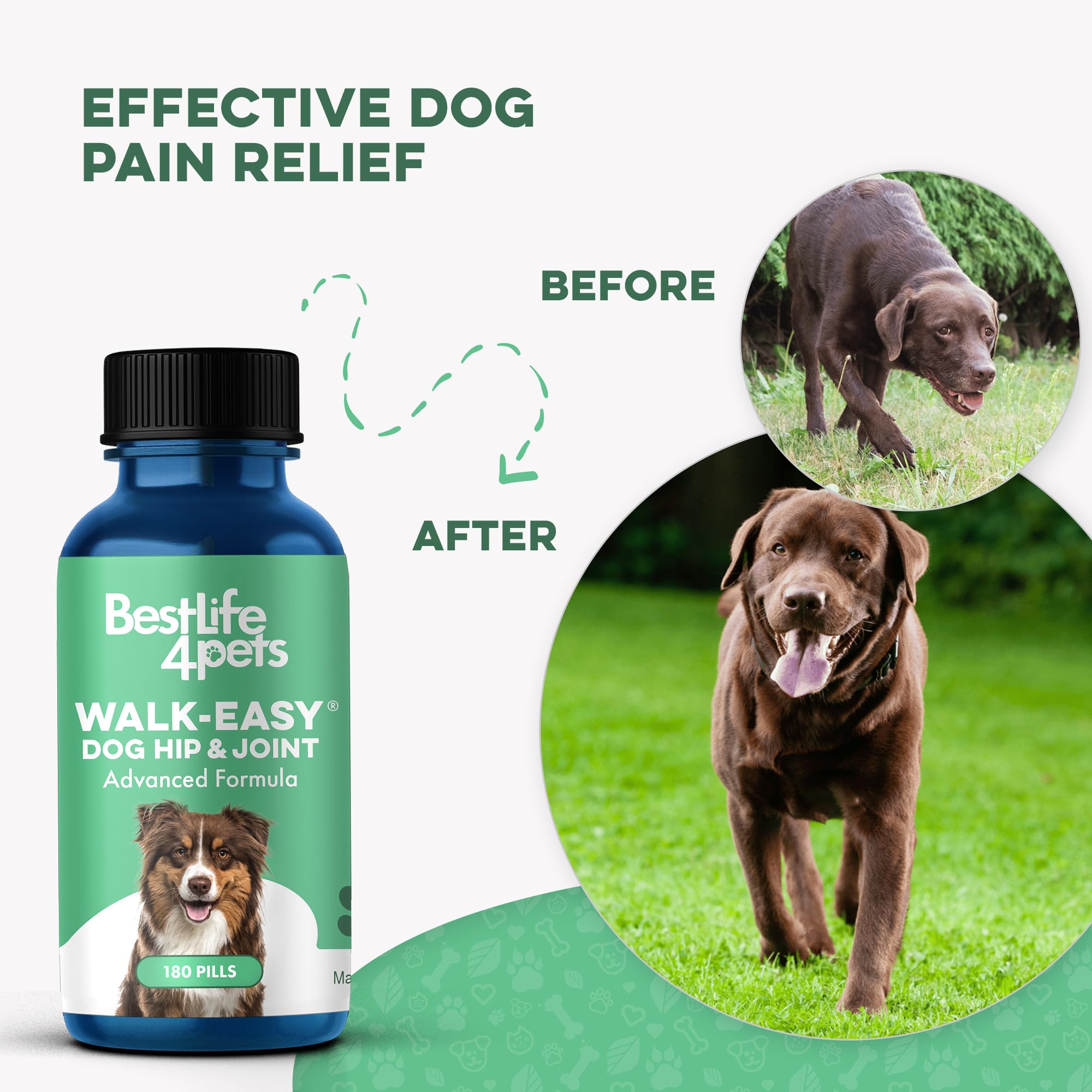 BestLife4Pets dog climbing stairs motion shows improved confidence and reduced stiffness.