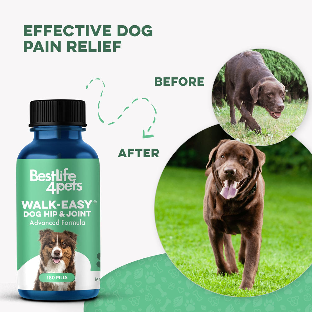 BestLife4Pets dog climbing stairs motion shows improved confidence and reduced stiffness.