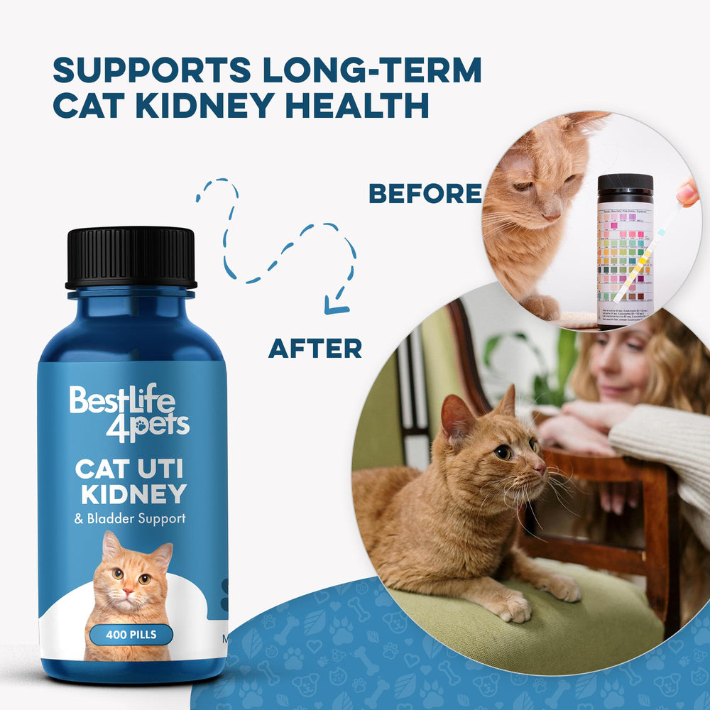 BestLife4Pets kidney-support-cats-pack: holistic kidney function support for healthier renal system.